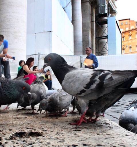 PigeonJon's tweet photo. A tiny Chinese lady fed me today because I gave her tiny husband a Lift. https://t.co/e308OWRAih