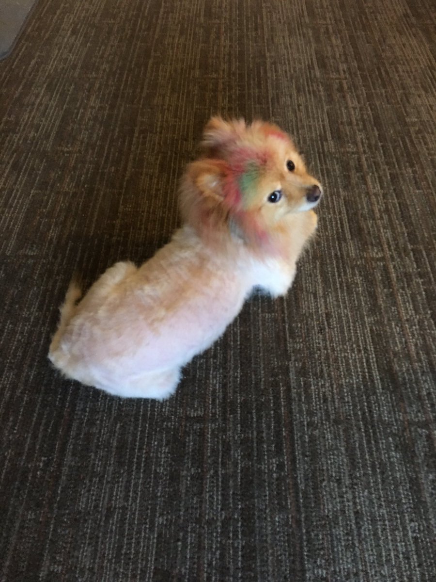 jovithepom's tweet image. birmingham, AL 😁😁😁