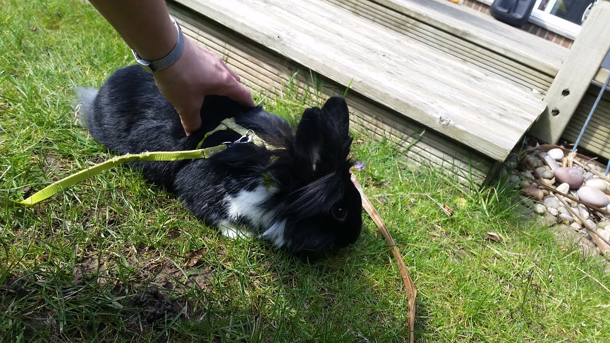Vanilla052013's tweet photo. Enjoying the new garden!!! #sun#chilling https://t.co/EL6T93jKmM