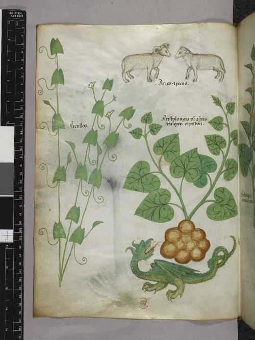 BLMedieval's tweet photo. From #medieval herbals to modern hot #chocolate, learn about Hans Sloane's contributions https://t.co/WvLDUHdAio https://t.co/oj9VCWtTvU