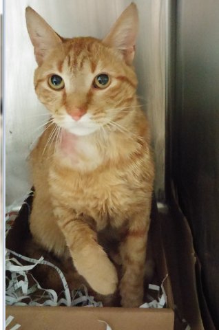 NYCDEATHROWCATS's tweet photo. TIGER - A1070201 
 Please Share:

**TO BE DESTROYED 04/17/16** WOUNDED! Gorgeous ... https://t.co/j7y0XT0TcB https://t.co/xtMxzVummZ