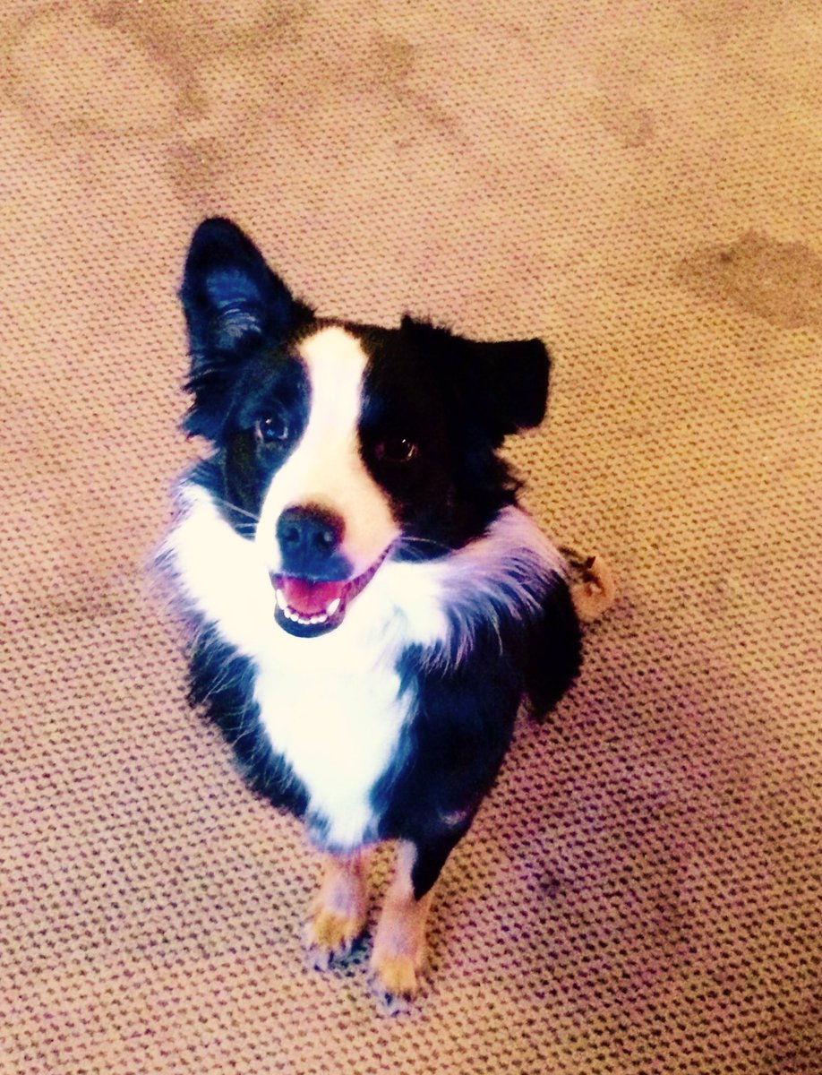wili1026's tweet photo. Love this crazy dog #dixie #australianshepherd https://t.co/re8jPlJwPQ