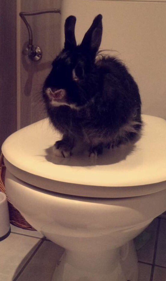 laPoup68's tweet photo. Moi je suis un lapin grave propre #cleanrabbit 🐇🚾 https://t.co/uCFgQuARf6
