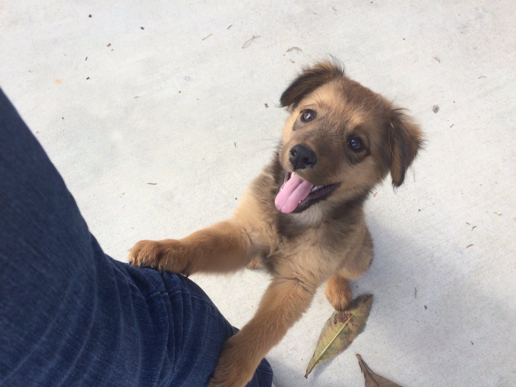 German Shepherds tweet media