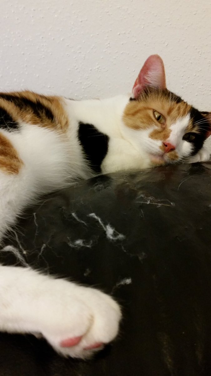 amor_vuelveTX's tweet photo. Hoomin reading a new Mexican rice recipe #BabyYvette #ExcitingKitchenPrep https://t.co/DUNTASBtO2