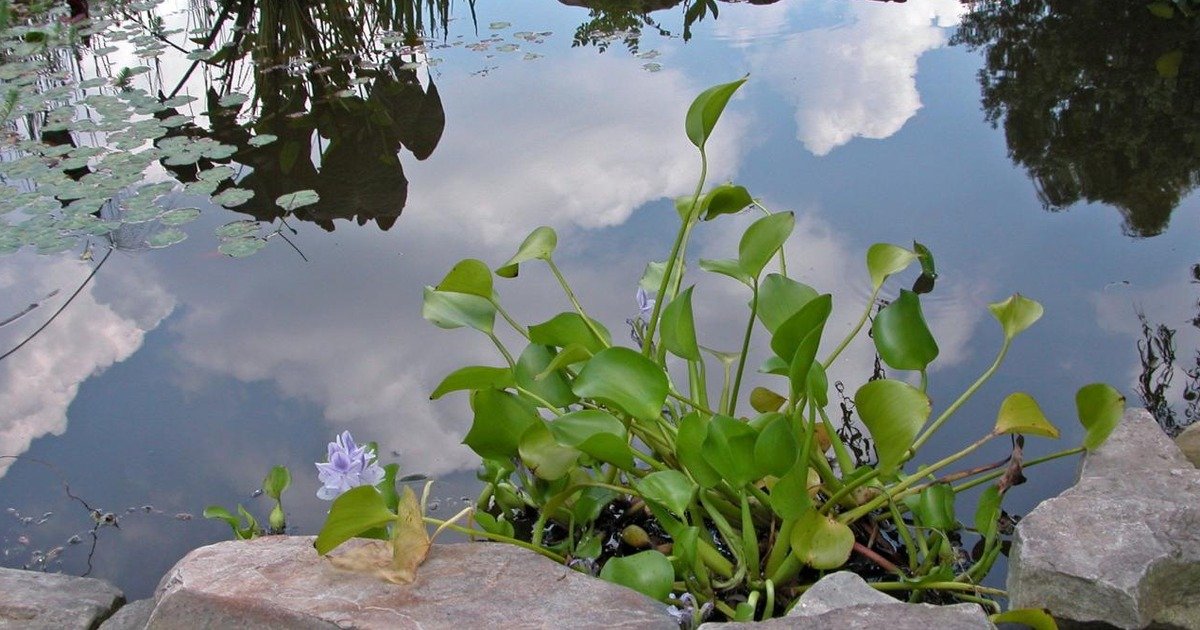 Unclogit's tweet photo. Add a splash of creativity to your lawn with one of these 15 unique water features: https://t.co/R3niVJiKw6 https://t.co/FEkZYogqkd