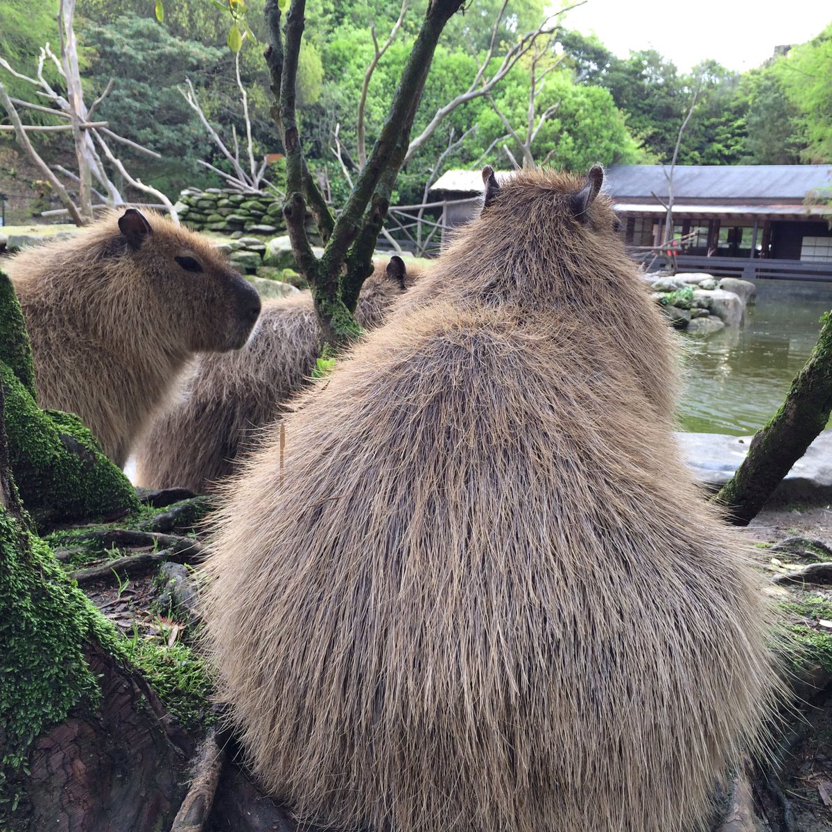 この度の地震で亡くなられた方、被災された皆様に心からお悔やみとお見舞いを申し上げます。バイオパークはいつも通りの朝を迎えました。動物たちの表情もいつも通りお知らせして参ります。どなたかの心が一瞬でも紛れる事があれば幸いです。