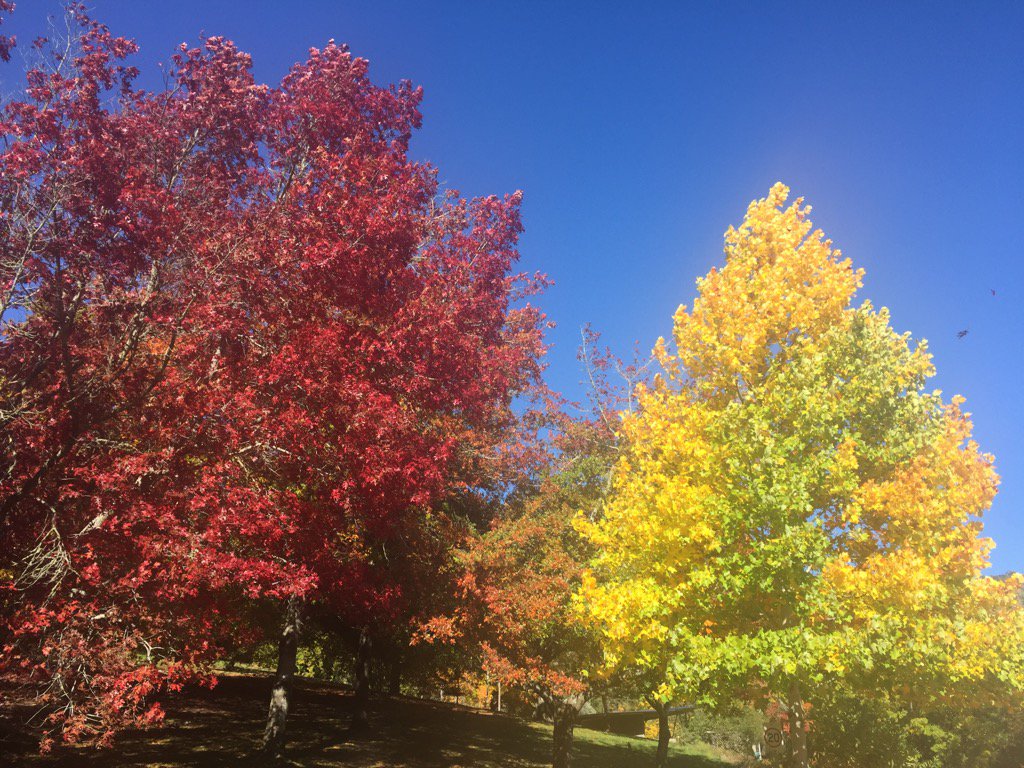 Fossilcrox's tweet photo. Glorious Autumn colours at Mt Lofty Botanic Gardens https://t.co/UnSdH1RQMA