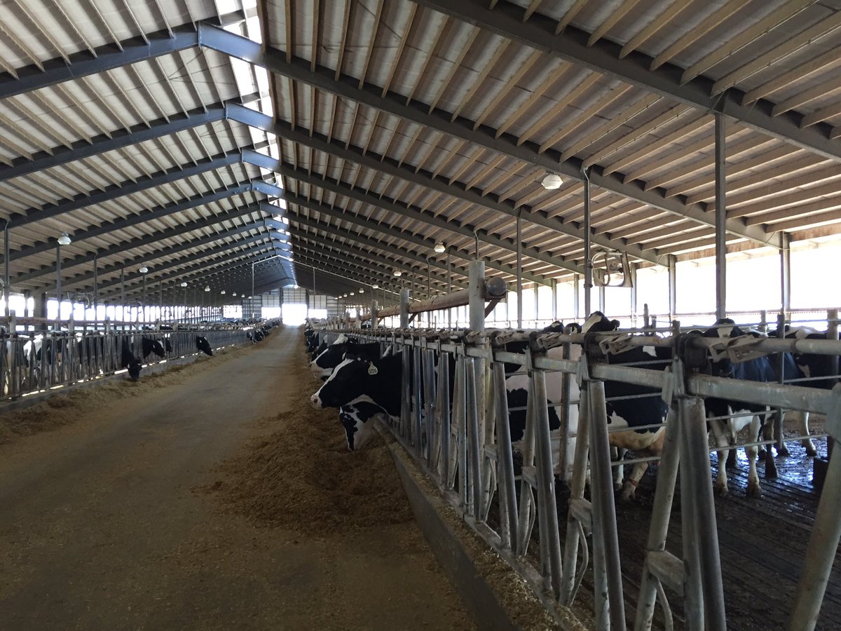 dairypdpw's tweet photo. Students toured Holsum Elm Dairy and learned more about food safety, animal care and nutrient management. #YLD2016 https://t.co/DFsneGd9NO