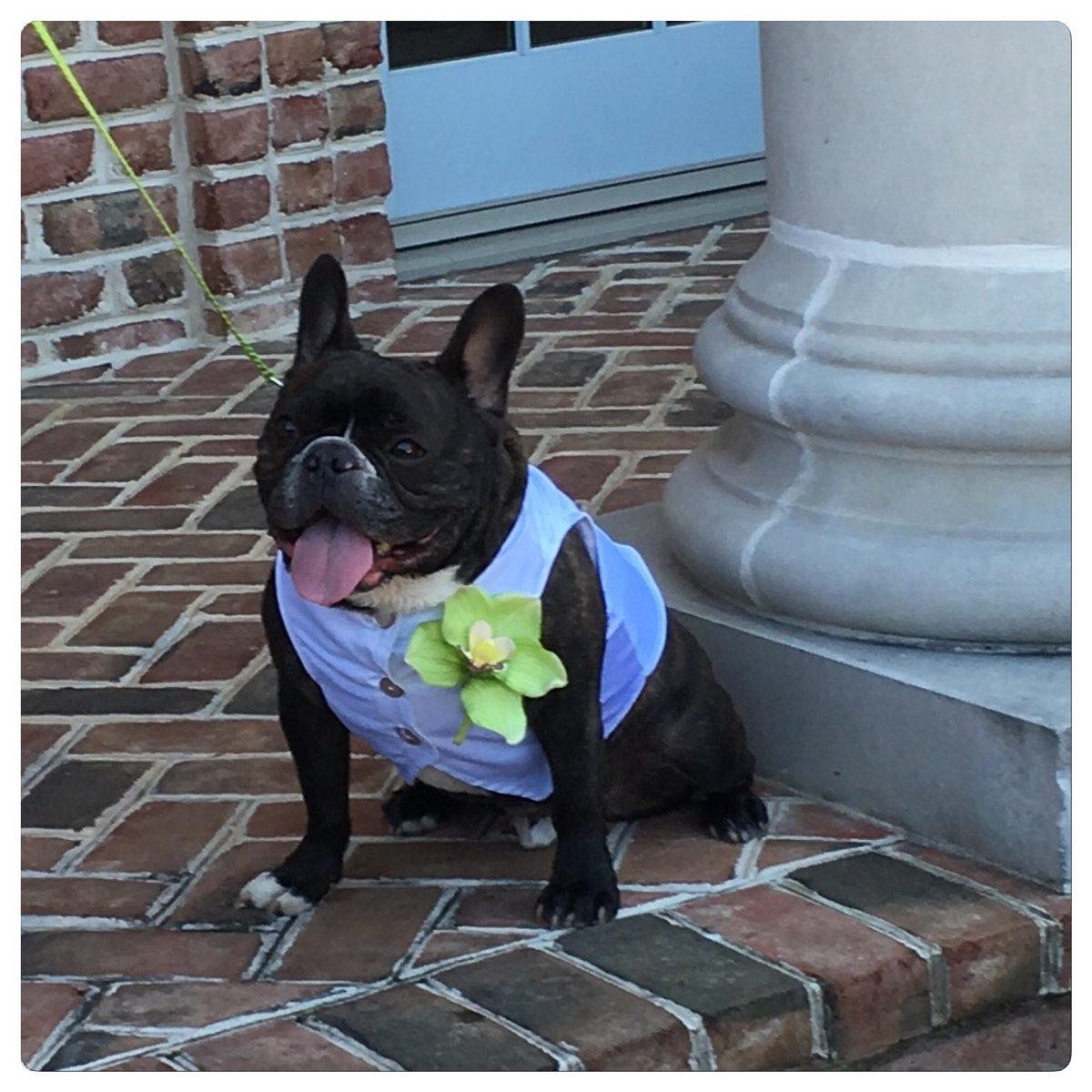 RosieClothes's tweet photo. Ready to be Best Dog! #frenchbulldog #weddingdog #dogwedding #wedding #doginclothes https://t.co/Z3aTiHACjU