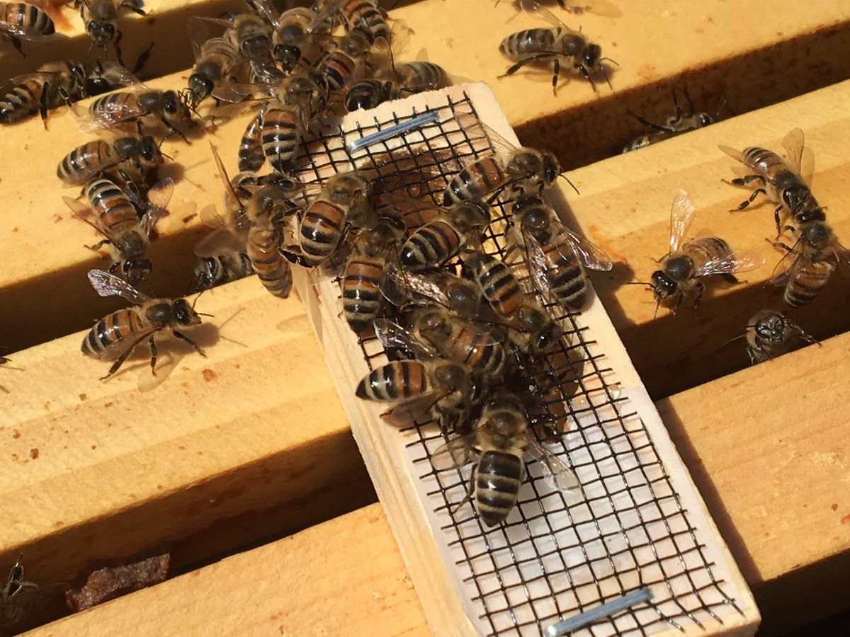 AHoneyBeeTree's tweet photo. Meet your new queen. https://t.co/ZIGanrgcs6