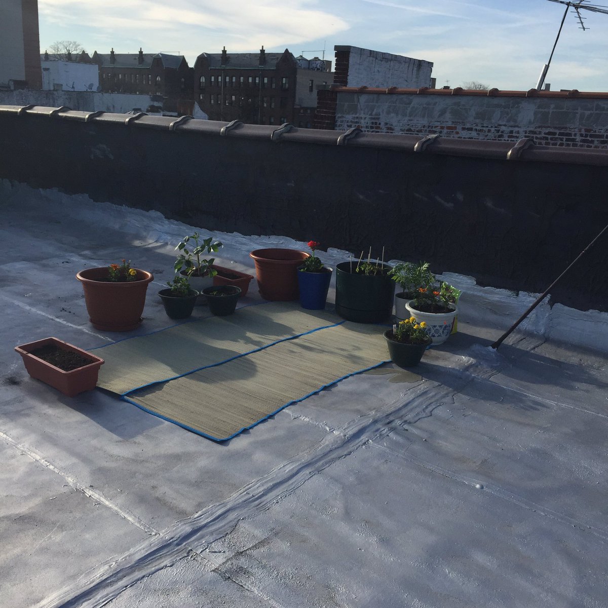 hilarygalland's tweet image. Roof gardening tip: grind pepper on top of plants and flowers to prevent possible bird-dogging. #nomoretomatoes :(