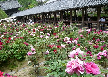 ならこと 奈良大和路の花の御寺 長谷寺 はせでら で ぼたんまつりが4月16日から開催中 です 長谷寺境内の牡丹 園では150種7000株の牡丹が咲き誇ります T Co Gs1kyz12tc Nara 奈良