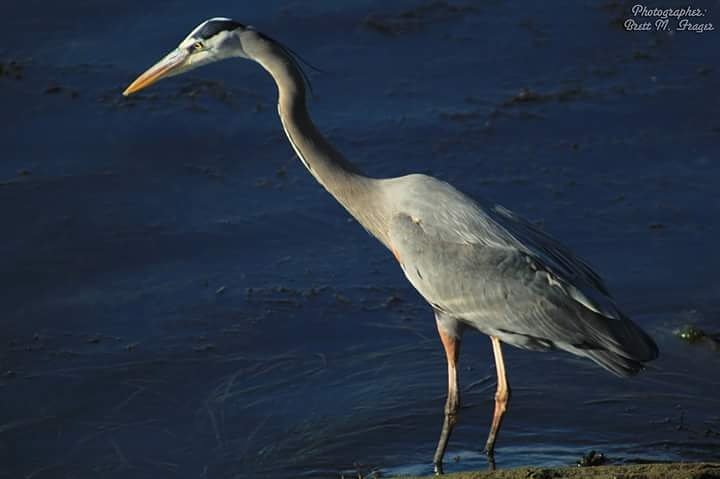 BrettMFrager's tweet photo. A blue haron looking for some fish and other small animals after low tide went out. #photography #birds #animals https://t.co/ayP1uyX0wu