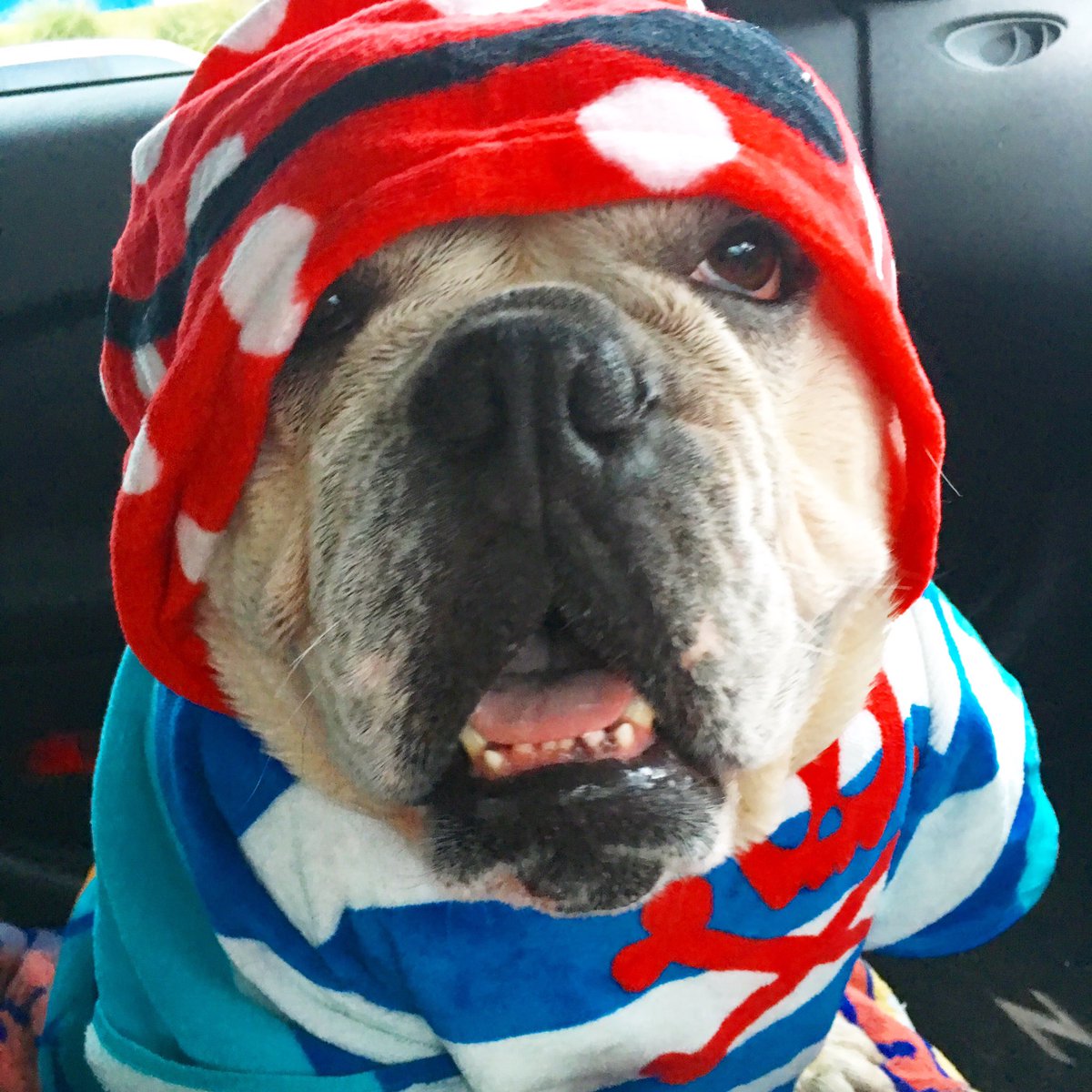 Ms_Mi5chf's tweet photo. Wrapping up a bulldog beach mess 🐶💙❤️!!! #pirate #bulldog #myboy #beachtrips #wkendfun https://t.co/atriqcIcp4