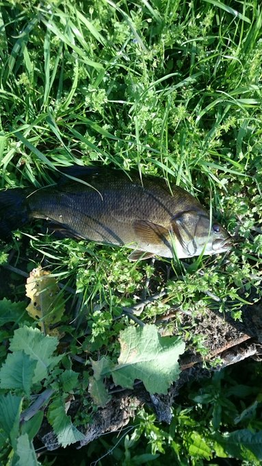 今年初の釣りの釣果はバスちんやった
もう一つ大きめの当たりがあったけど、針ごと盗られてしまった…… 