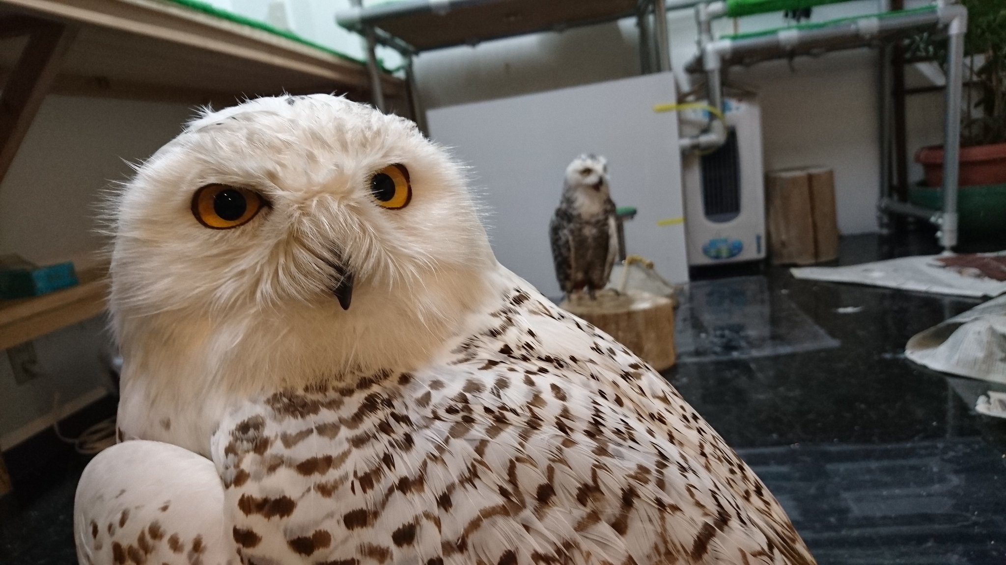 フクロウ とハリネズミ のカフェ オウルドベース Owl Cafe 猛禽屋 西日本 ハリーポッターのフクロウと同じ シロフクロウの が新しくバードスタッフになりました 名前は六九蔵 むくぞう です ムックって呼んでもいいみたい よろしくねー