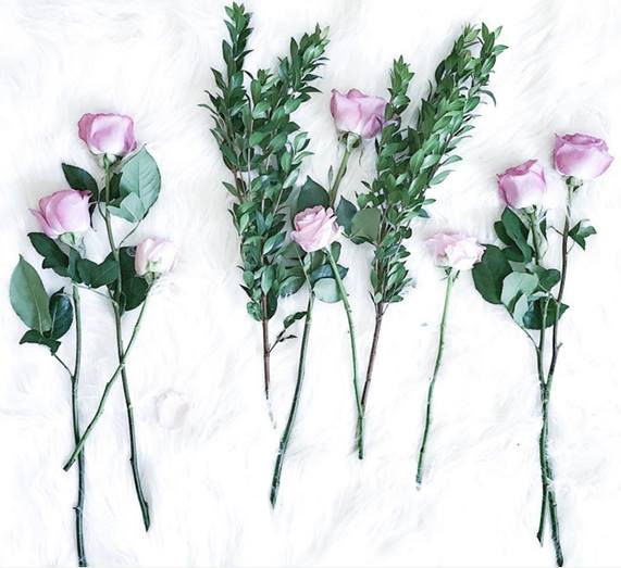 countryflora's tweet photo. Lavender #roses for enchantmen & love at first sight,Send It To Your Love https://t.co/6qMeEK2EMV #flowers2016 https://t.co/l4mRayAOJu