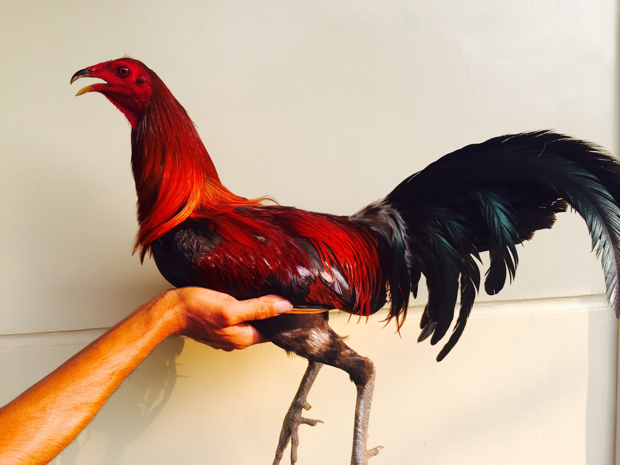 Penny Hatch Gamefowl History - wllga2g