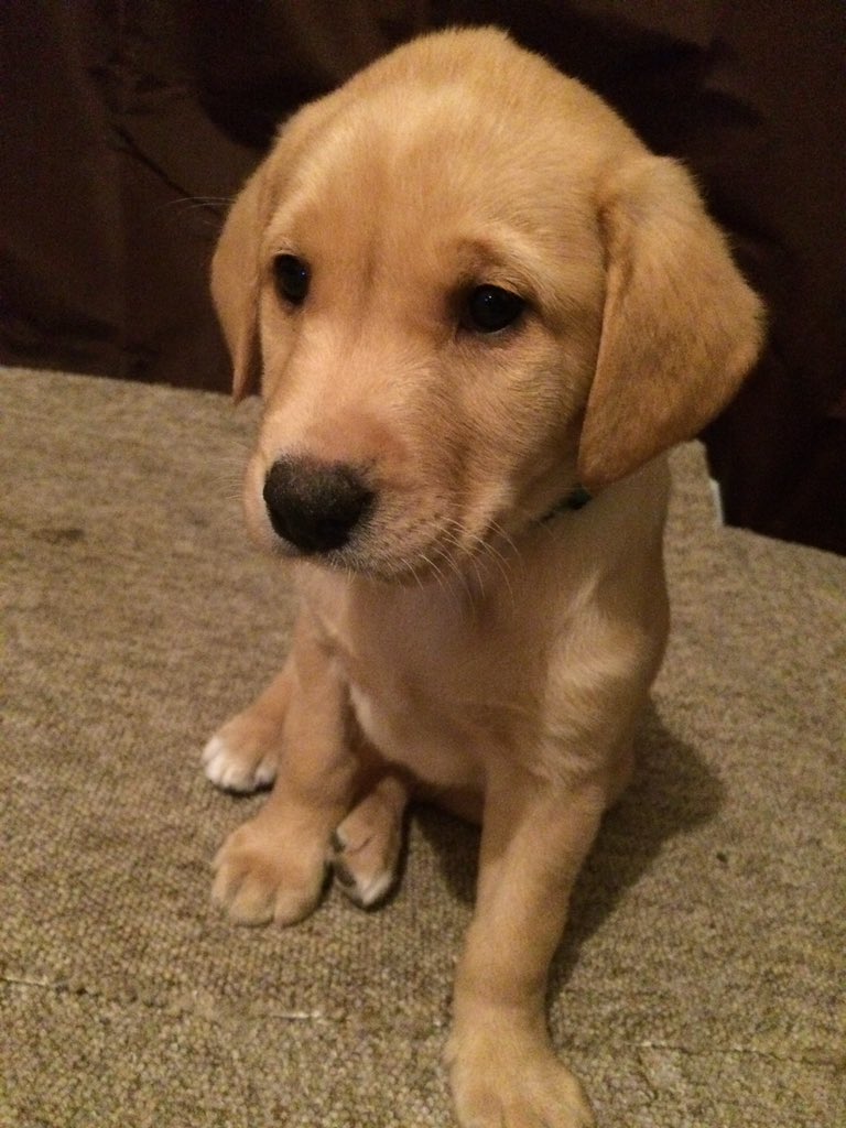 #new #snow-white #twinkle #toes #puppy #dog