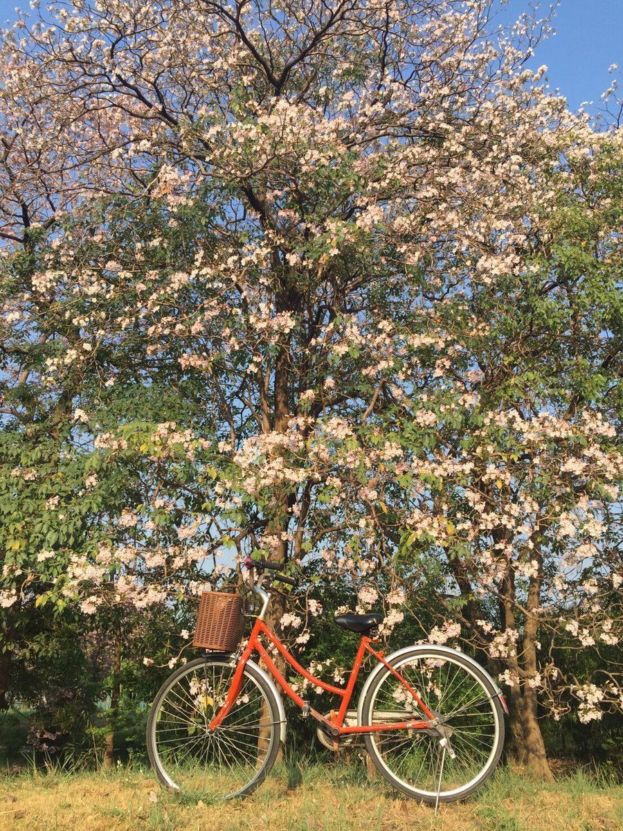 Kitti3Miti's tweet photo. RT @Hemarach: อันนี้ในสวนรถไฟครับ https://t.co/ECUiT92VXW<สวยครับ