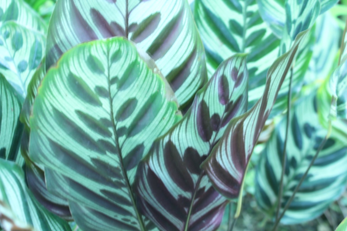 咲くやこの花館 カラテア マコヤナ クズウコン科 葉の模様がとてもユニーク 葉のウラは鮮やかな紫褐色をしています