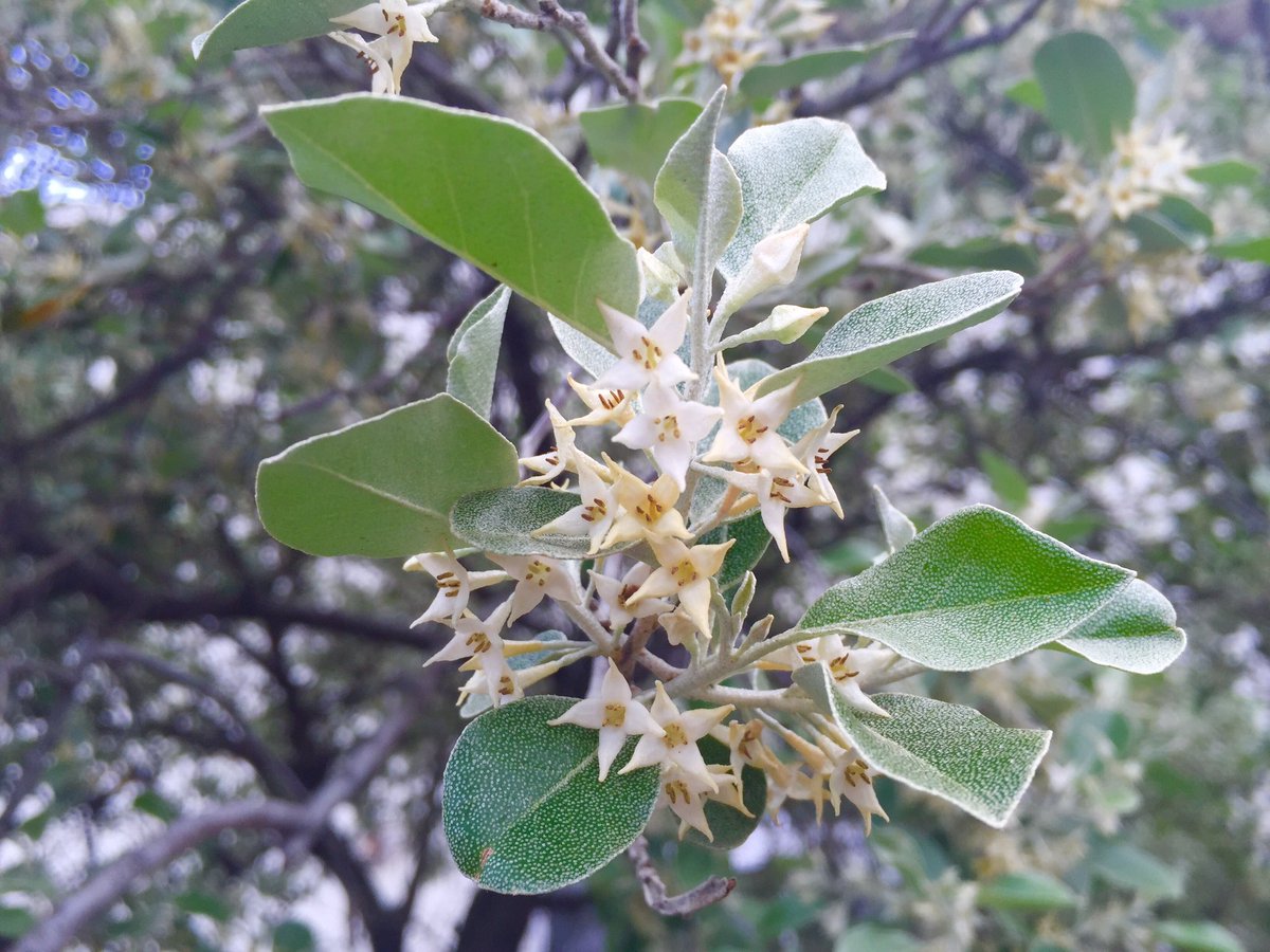 Mahana Staff マルバアキグミの小さな花が咲いています 時折いい香がしてきたなと思ったら アキグミの花の香りでした 三宅島 アキグミ グミ いい香り