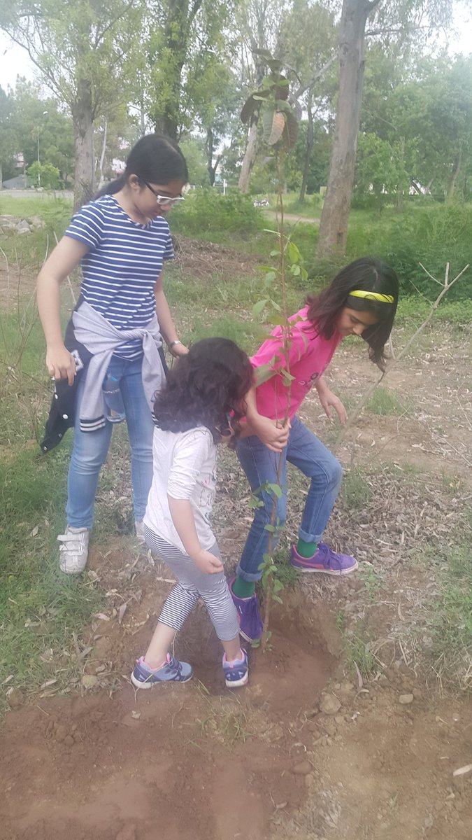 AmanPasandPak's tweet photo. Stomping on the dirt to set the tree. "Yes, you can let it go now. The tree won't fall!" #Islamabad https://t.co/UaMaLW1J3t