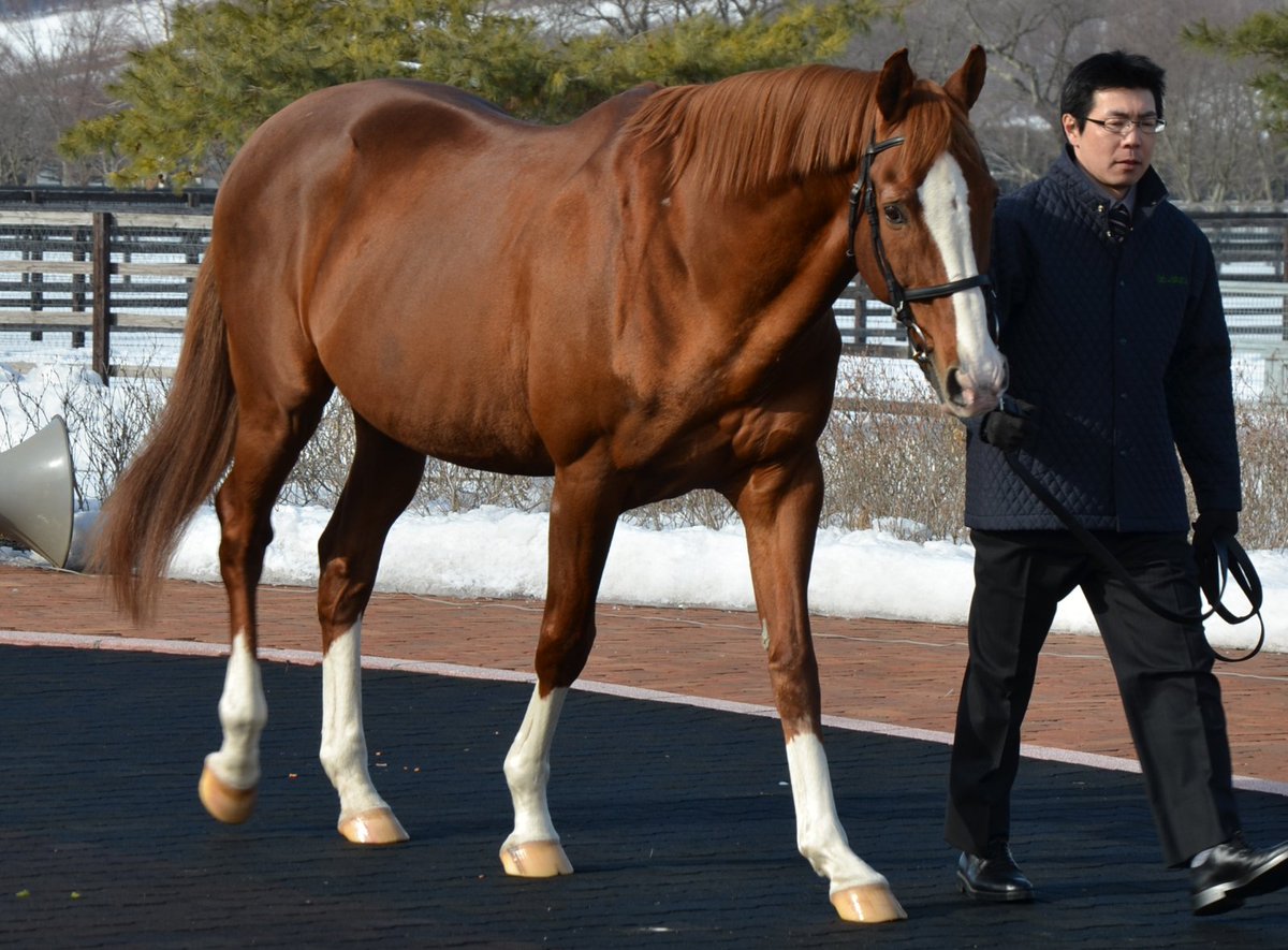 服部牧場さんが生産した20年前の皐月賞（GⅠ）馬イシノサンデー。御年