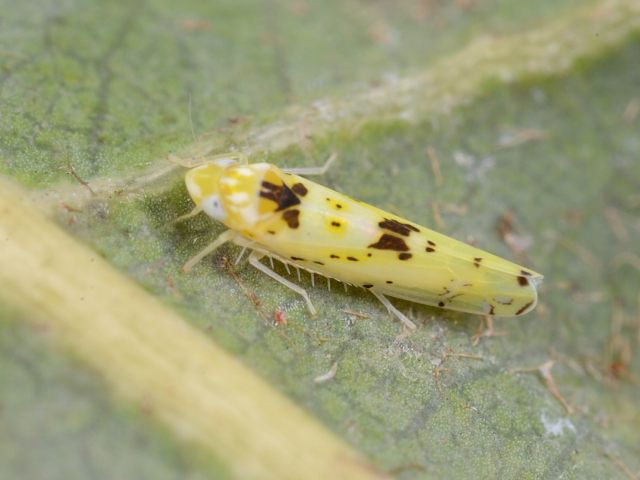 カメムシ セミ ウンカ Hemiptera Twitter