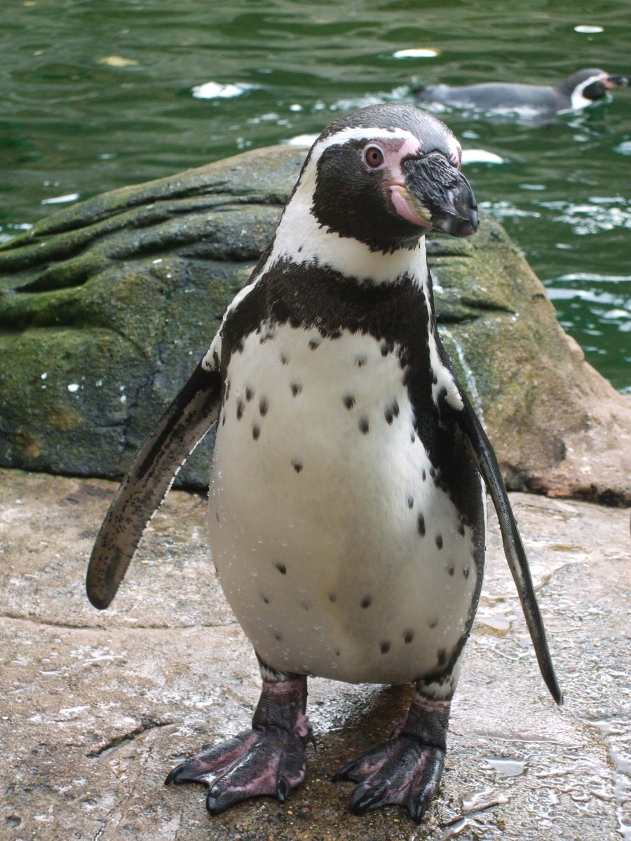Colchester Zoo (@colchesterzoo) on Twitter photo Happy 9th hatchday to Fizzy! Waddle you be doing with your Sunday? Visit Fizzy at and wish her a happy hatchday! Happy 9th hatchday to Fizzy! Waddle you be doing with your Sunday? Visit Fizzy at and wish her a happy hatchday!