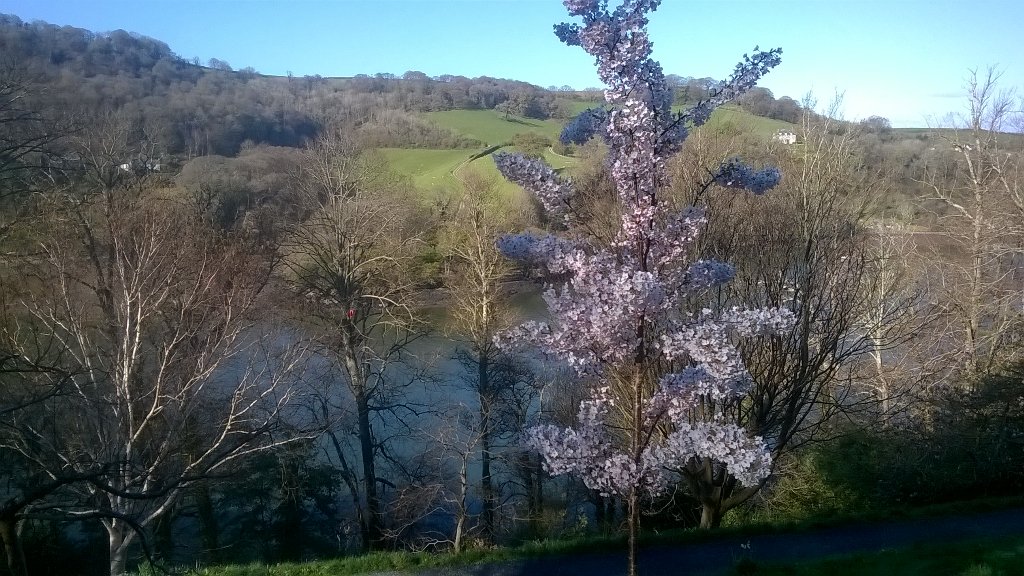 SimonAkeroyd's tweet photo. Recently planted cherry trees at Agatha Christie's Greenway in full flower. Fantastic against backdrop of River Dart https://t.co/A2GD3YsCLs