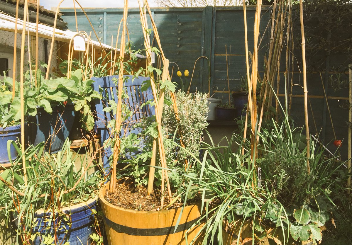 MusHillBrewers's tweet photo. Looking good in the Muswell Hill hop garden #muswellhill #hops #N10 #craftbeer https://t.co/LUs6SfAM9f