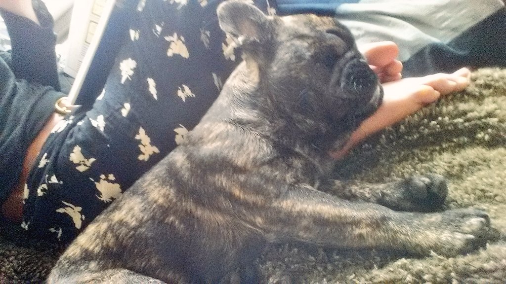 Sunday wset revision and cuddles with this chap!