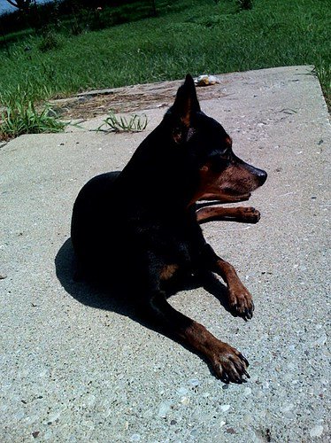 #Xiaomi Mi 5 Release Date, Price, Specs, News: Chinese Brand Billed As Cheaper … googling.club/xiaomi-mi-5-re…