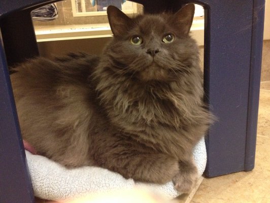 AdoptAAHSDuluth's tweet photo. Adoptable #cat #Buddy_AAHSMN_02 I'm a handsome fluff looking for a home to love me fur-ever! https://t.co/w19UrA1Fe8 https://t.co/2LNhU8ZqXZ