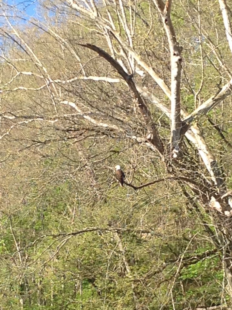 StickMan109's tweet photo. 2 beautiful bald eagles!! Nothin like Kentucky fishing! @StubbornHicksOD @Tolltac #wildlife #baldeagles https://t.co/scYPDY5uwn