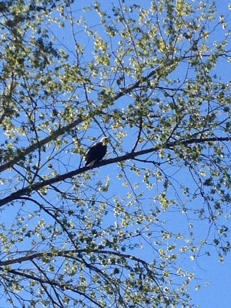 StickMan109's tweet photo. 2 beautiful bald eagles!! Nothin like Kentucky fishing! @StubbornHicksOD @Tolltac #wildlife #baldeagles https://t.co/scYPDY5uwn