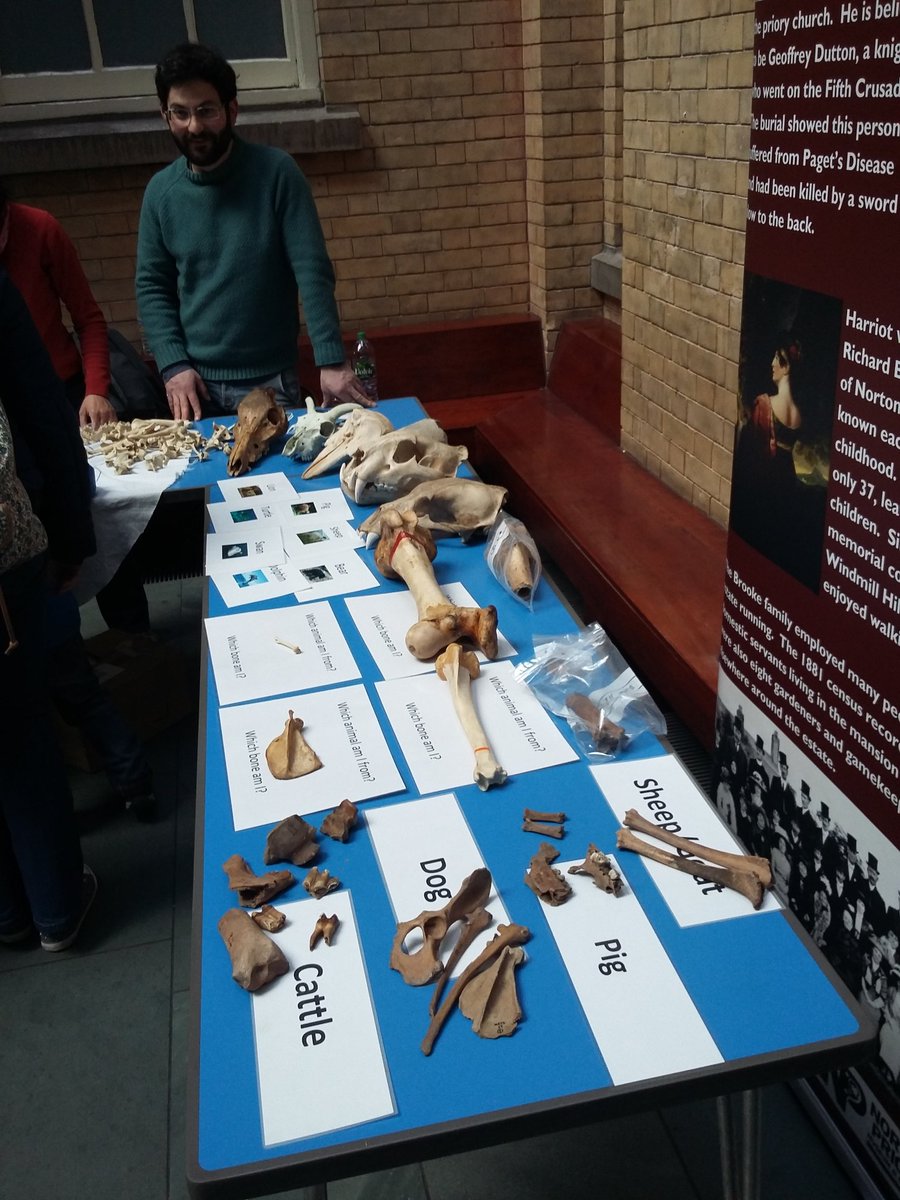 ZooarchLabSheff's tweet photo. All set up and talking #animalbones  @World_Museum with bones from @NortonPriory #zooarchaeology #archzoology https://t.co/h2TvOuUmSd