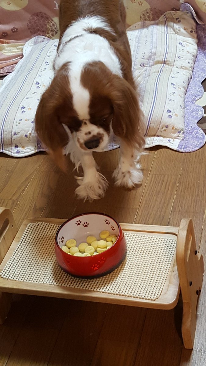anco_smile's tweet photo. 新しい食器がまだこわくて、おやつがたべられません(>_<)
さ、頑張ろ！ https://t.co/AM962i3k3k