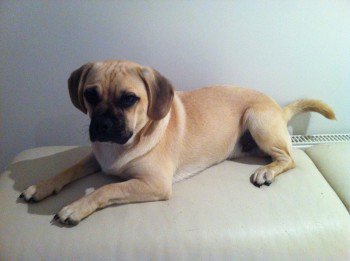 millypod1's tweet photo. #Lost Pug Male SEEN #Longslade #Holmsley
Horseshoe Bottom nr #Sway The New Forest #BH25 https://t.co/1FikRR0Cr3 …https://t.co/aQ0ofEoAUX