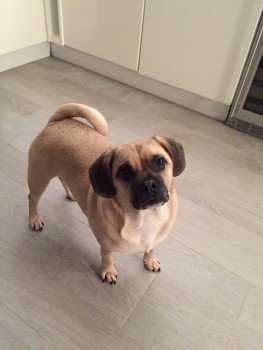 millypod1's tweet photo. #Lost Pug Male SEEN #Longslade #Holmsley
Horseshoe Bottom nr #Sway The New Forest #BH25 https://t.co/1FikRR0Cr3 …https://t.co/aQ0ofEoAUX