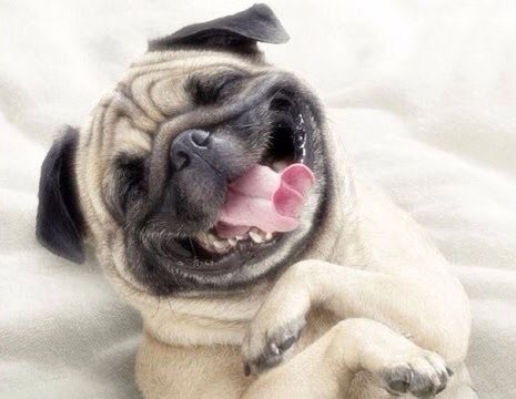 dogcelebration's tweet photo. Guys, we reached 25000... 25000 people are celebrating the wonderful animal that is DOG ! #DogCelebration 🐶🐾🐶 https://t.co/t2ztMS8GMs