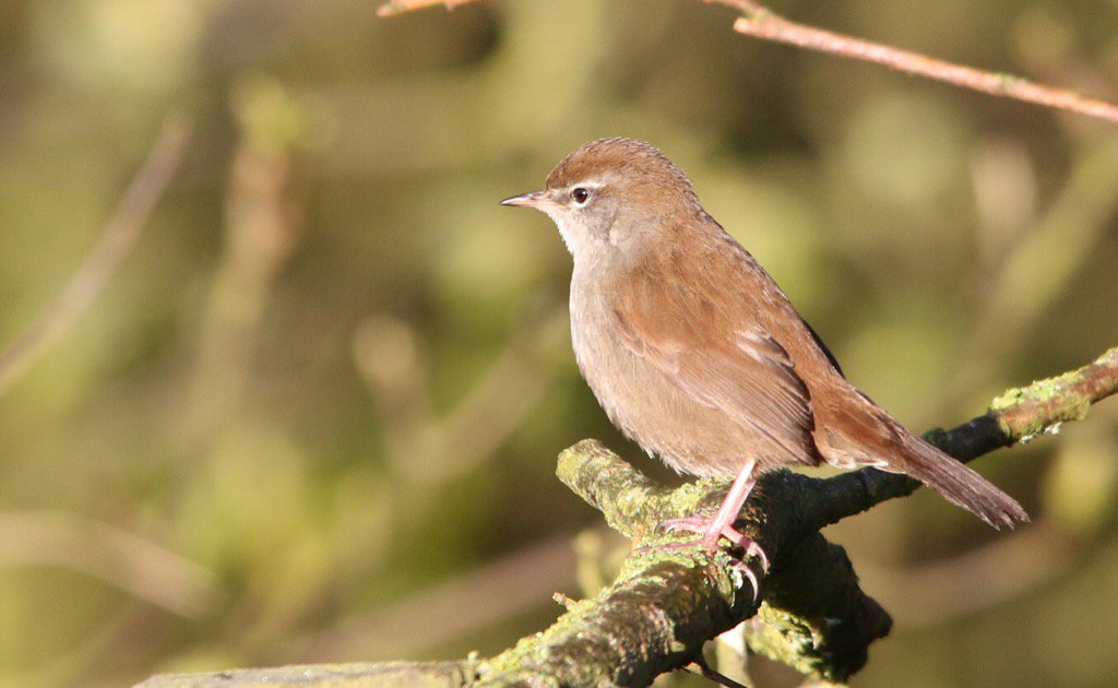 tophilllow's tweet photo. Half decent 😉shot of Cetti's warbler in the morning sun of north marsh by Maurice Dowson this morning https://t.co/1RH2fcbjTr
