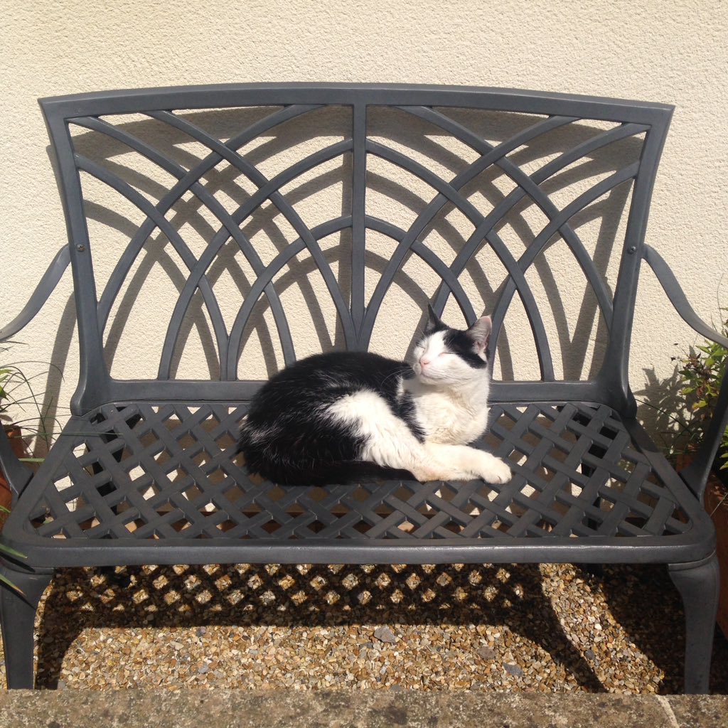bathcatleon's tweet photo. Topping up my tan... https://t.co/3kf3z2yN6B