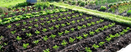 It's that time of year again! Our allotment plots are still only £20 a year and can be divided into manageable sizes