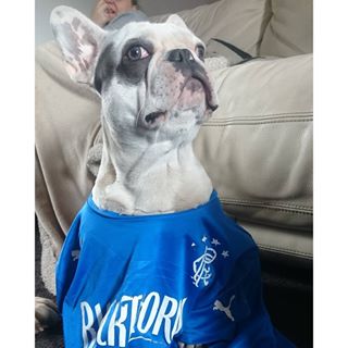 Frenchie_Cute's tweet photo. #rangers #igfrenchie #frenchbulldog #rfc #watp #glasgowrangers https://t.co/7ExtaLJQsR https://t.co/SQ76j2uPm5