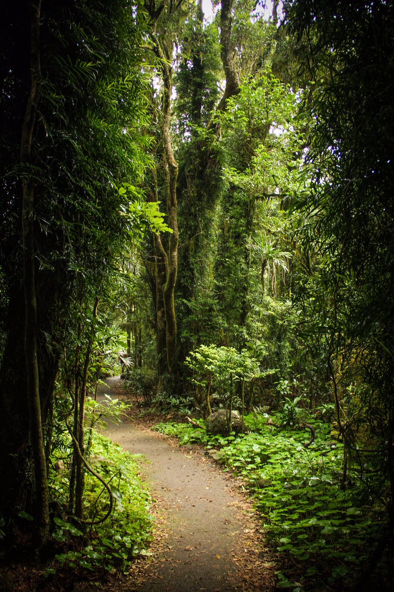 Would you follow the path? #travel #rtw #queensland #nature #outbound
