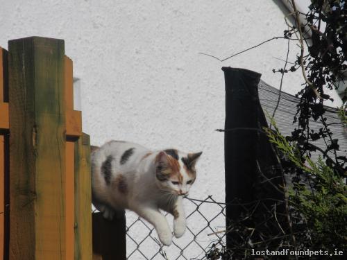 Lost & Found Pets IE tweet media