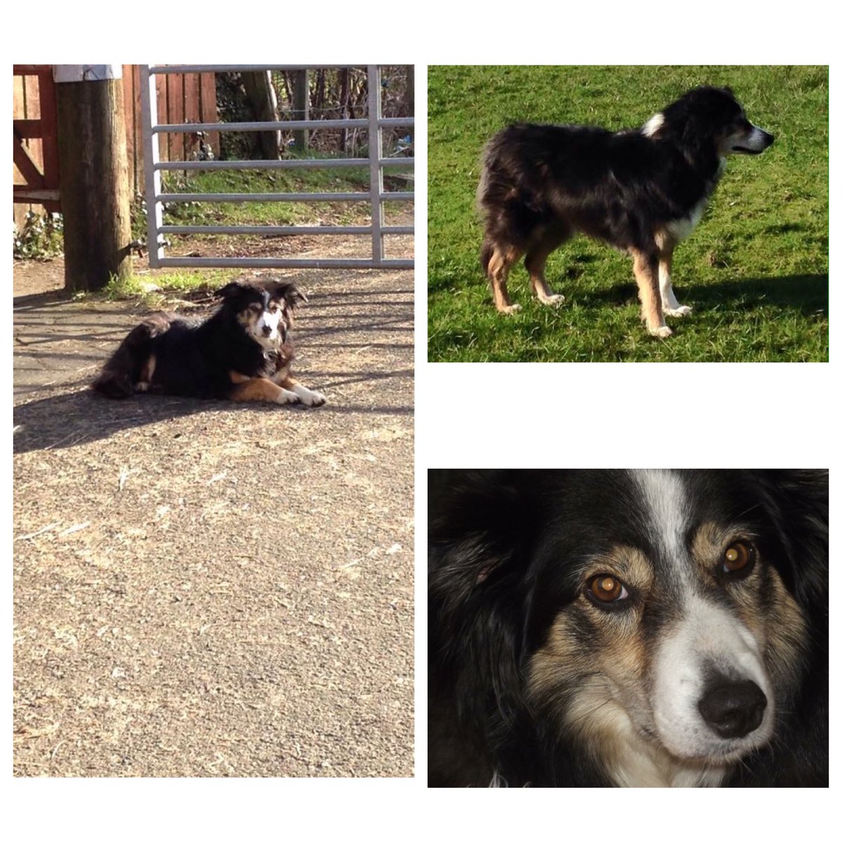 1twentyoneguns_'s tweet photo. #BRINGBREAGHAHOME pls RT if you're in/near the Glasgow area, we just want breagha home😔 https://t.co/NWtx9CE4Kd